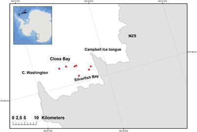 Ecotoxicological Characterization of Type C Killer Whales From Terra Nova Bay (Ross Sea, Antarctica): Molecular Biomarkers, Legacy, and Emerging Persistent Organic Contaminants